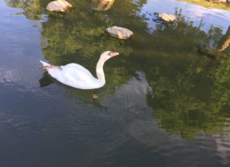 白鳥 写真