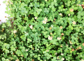 クローバーの写真