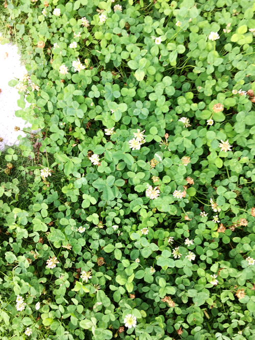 クローバーの写真