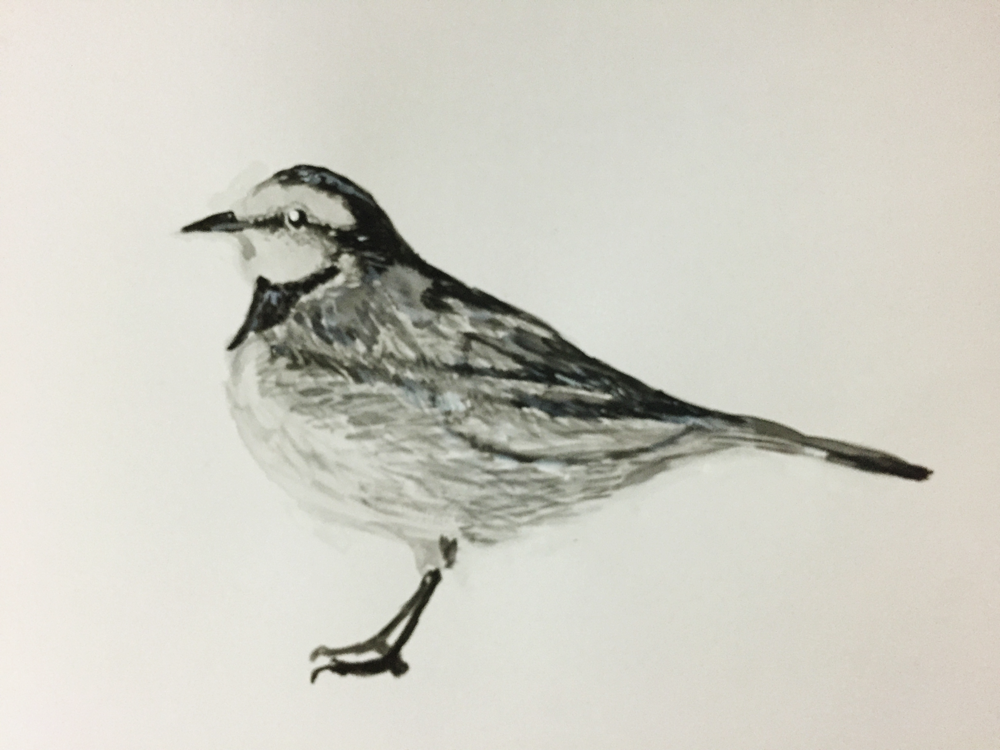 鳥の水彩画 イラスト