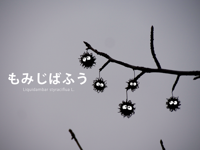 もみじばふうの実