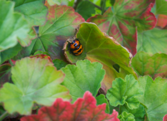 オオキンカメムシ