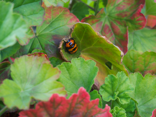 オオキンカメムシ