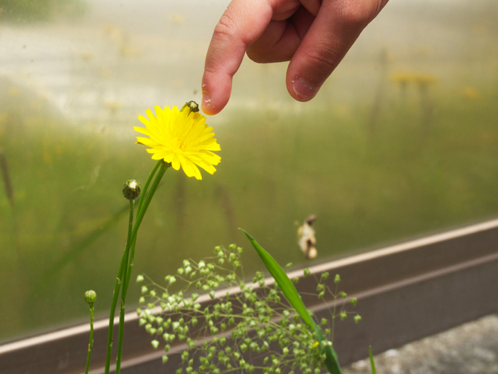 豚菜の花の写真