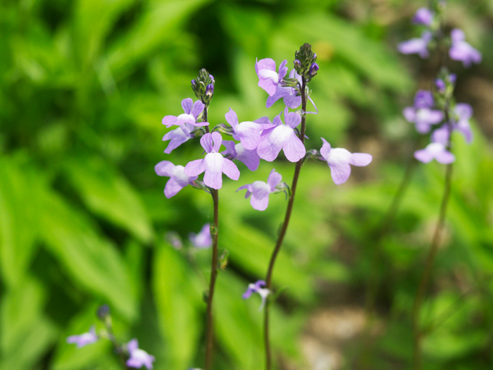 松葉海蘭の花 写真