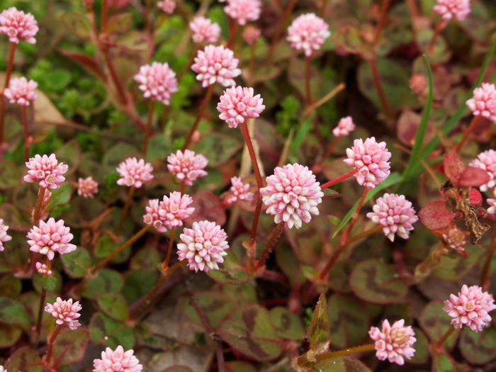 ヒメツルソバの花