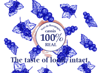 カシスのイラスト