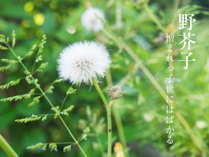 野芥子の花