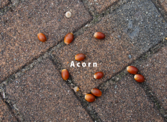 どんぐりの写真