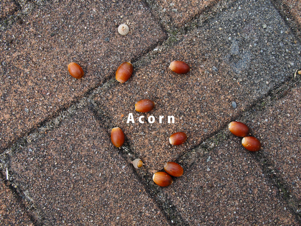 どんぐりの写真