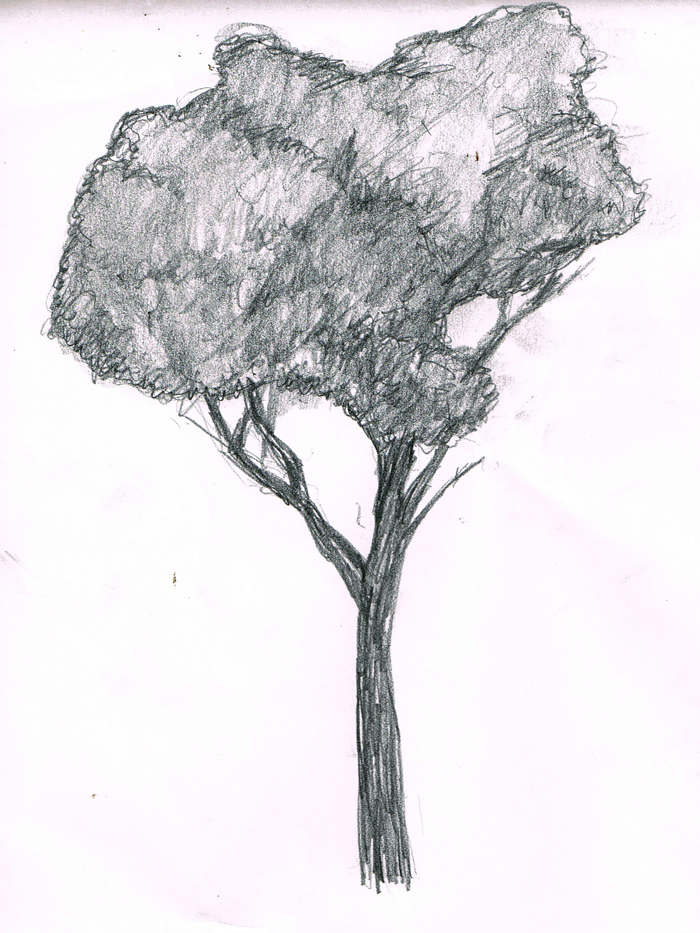 木のイラストレーション