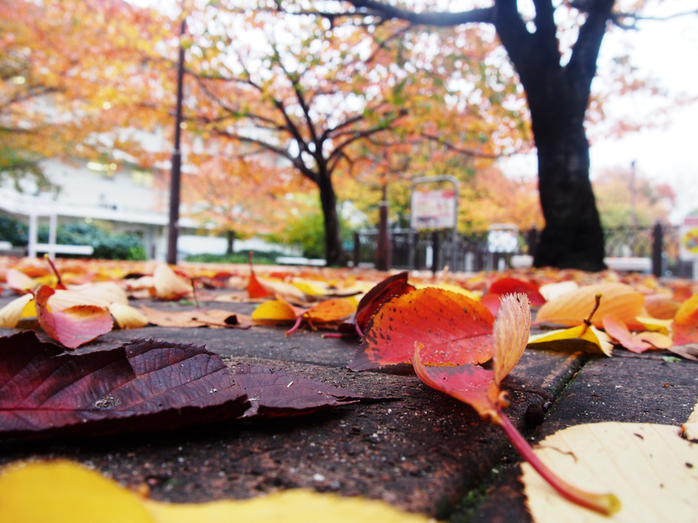 枯葉の写真