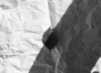 葉っぱの白黒写真