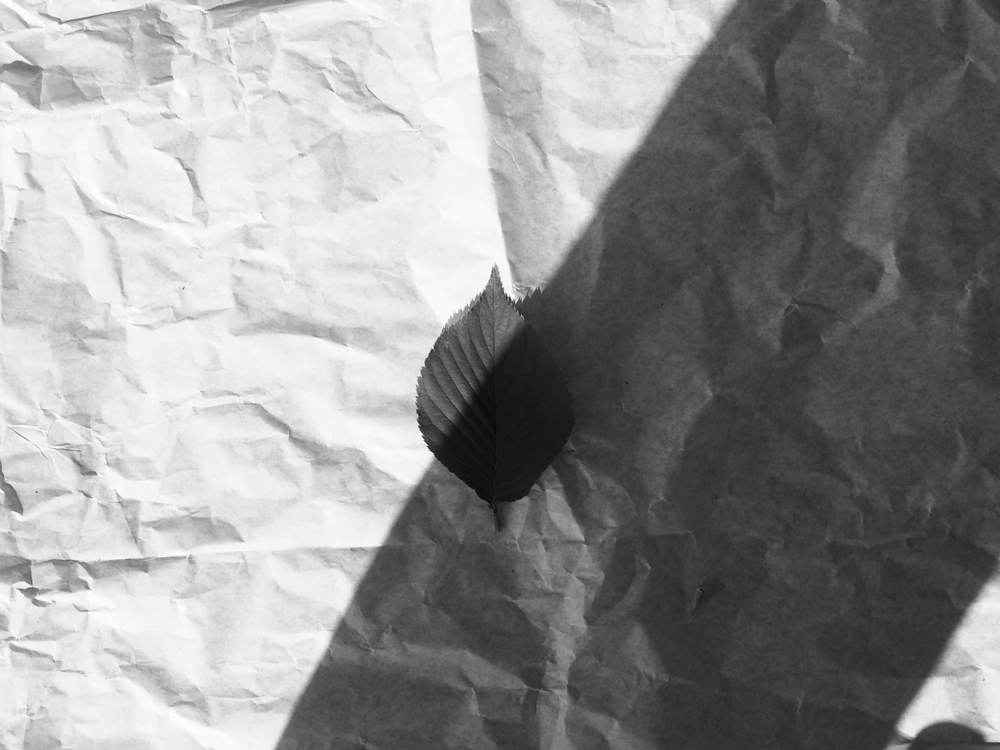 葉っぱの白黒写真