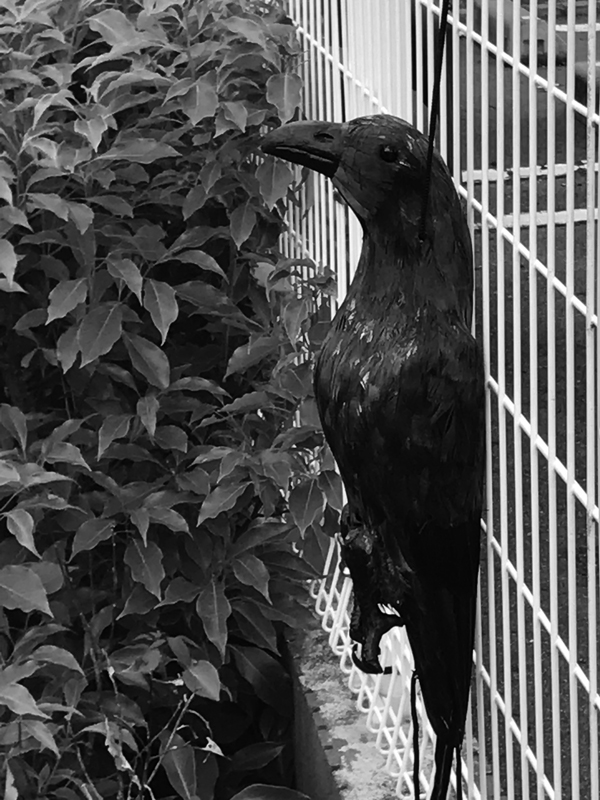 カラスの写真