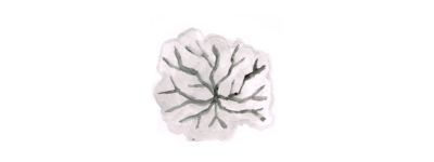 細胞 イラストレーション