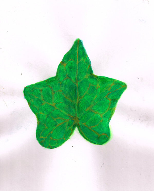 葉っぱ イラストレーション