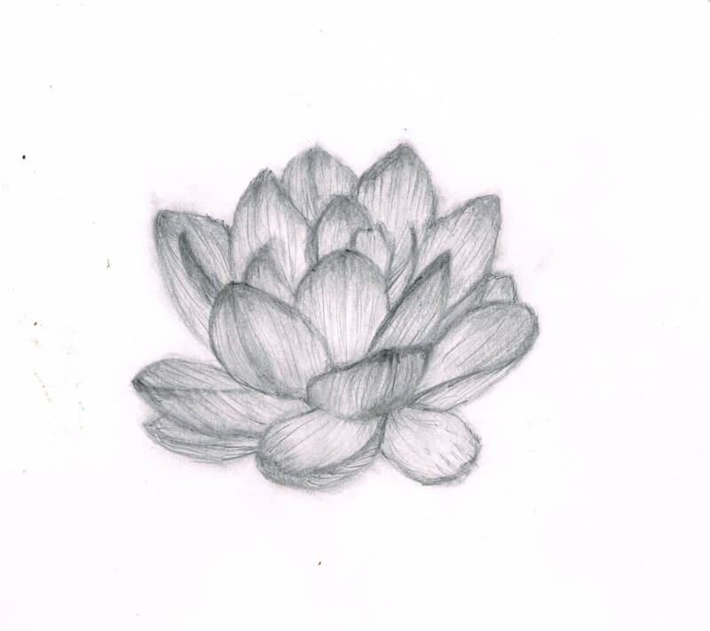 蓮の花 イラストレーション