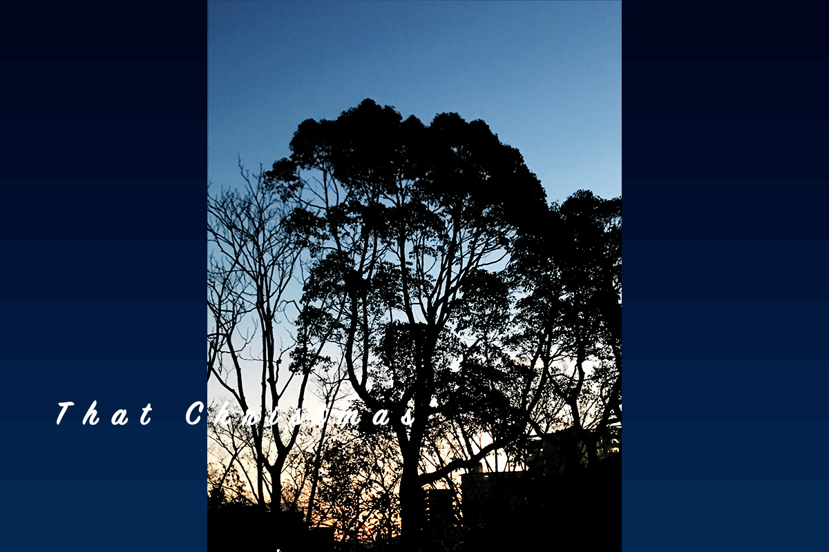 朝焼けの空と木の写真