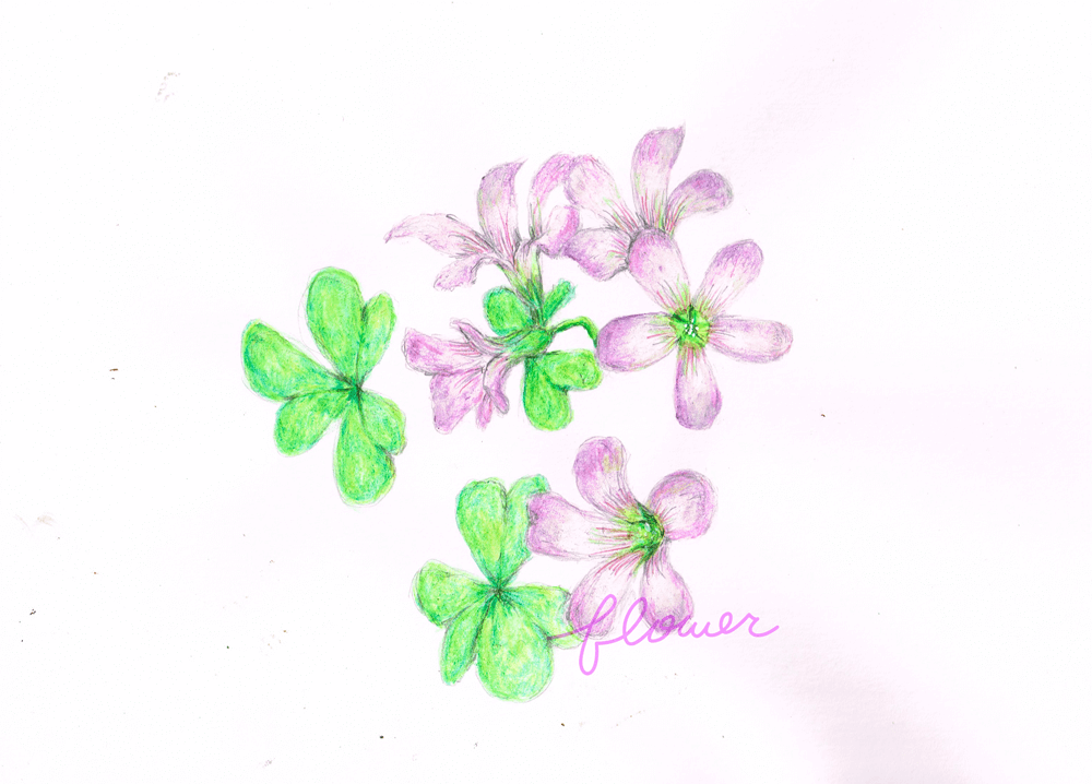 花　イラストレーション