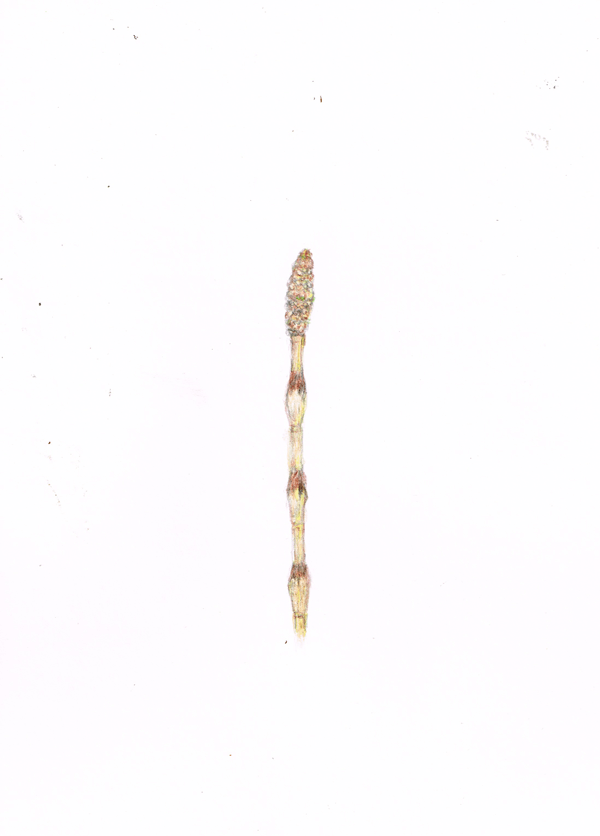 つくし　イラストレーション