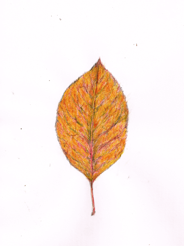 枯葉　イラストレーション