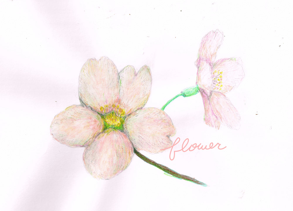 花　イラストレーション