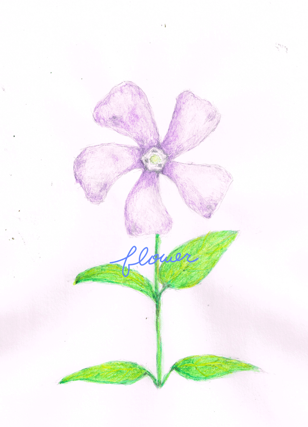 花　イラストレーション