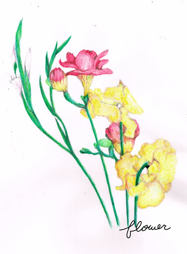 花　イラストレーション