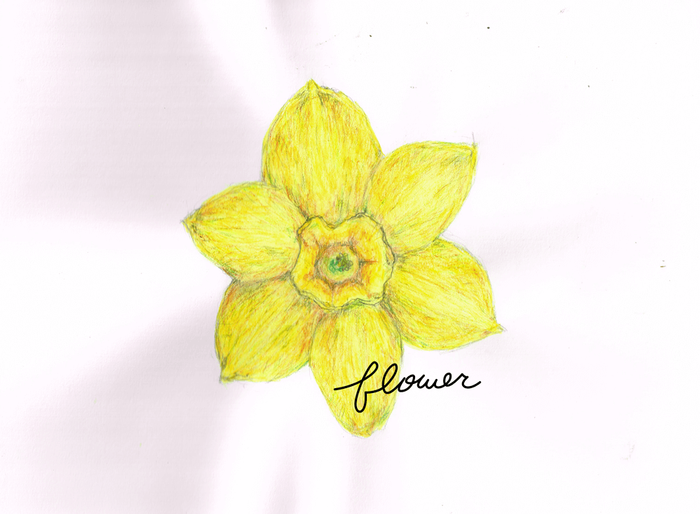 花　イラストレーション