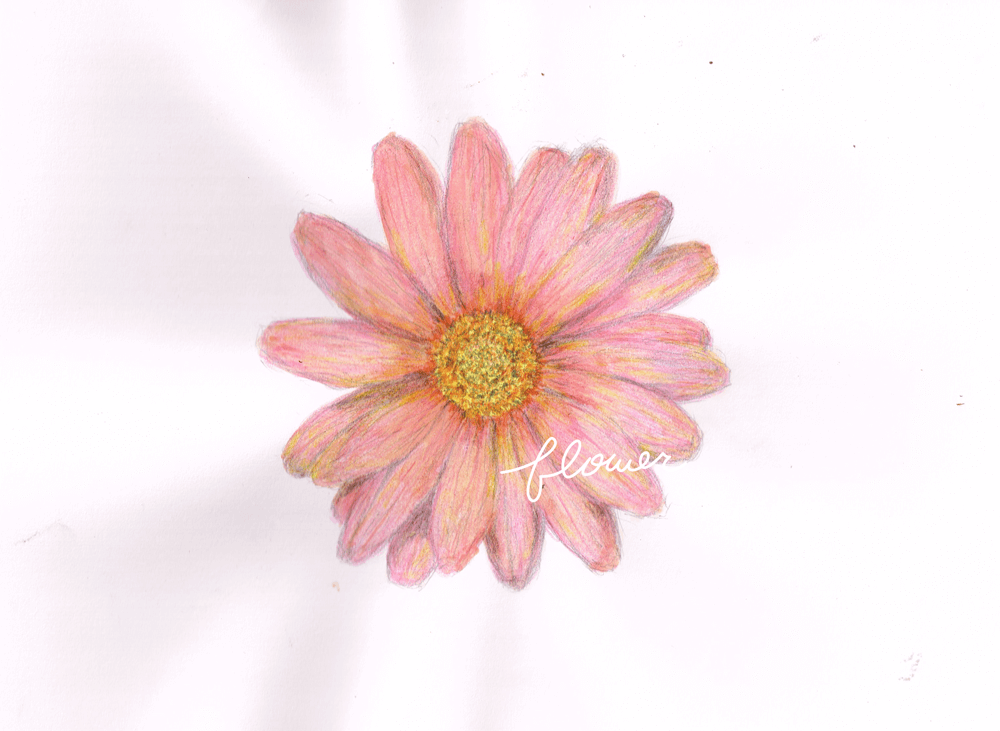 花　イラストレーション