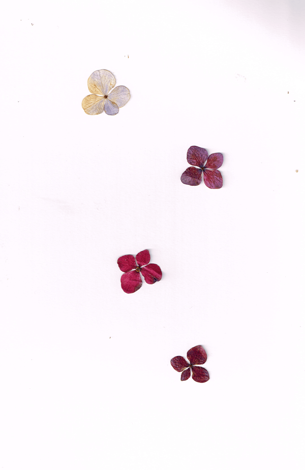 紫陽花の花びら