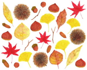 落ち葉　どんぐり　イラスト