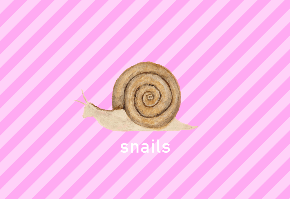 カタツムリ イラスト