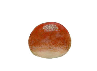 あんぱん　イラスト