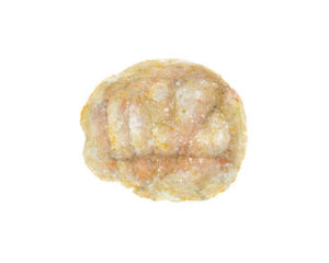 メロンパン　イラスト