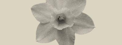 花　グラフィック