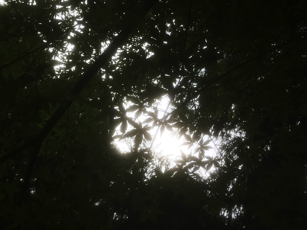 木漏れ日 写真