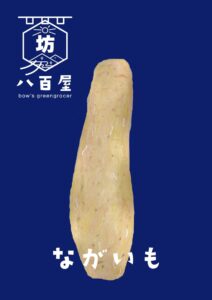 野菜　長芋　イラスト