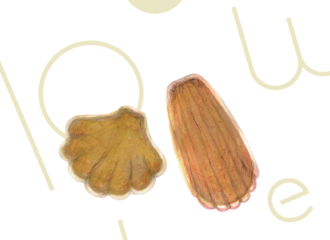 マドレーヌ　イラスト