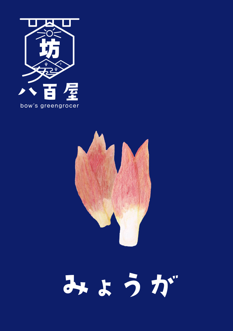 みょうが　イラスト