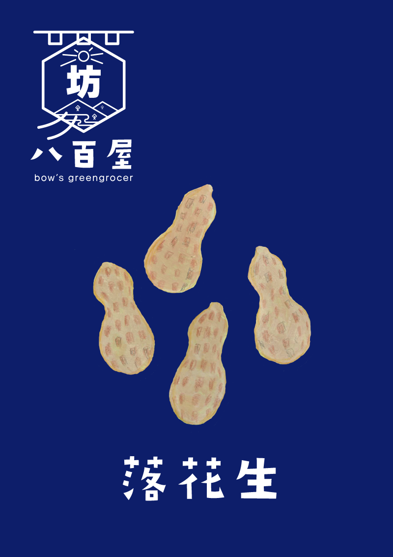 落花生　イラスト